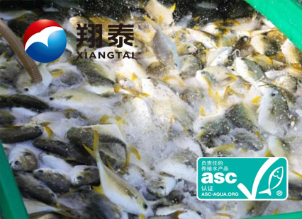 全球首家！海南翔泰漁業(yè)榮獲全球首張ASC金鯧魚網(wǎng)箱養(yǎng)殖認(rèn)證證書